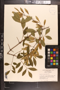 Fraxinus caroliniana image