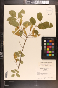 Fraxinus caroliniana image