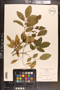 Fraxinus caroliniana image