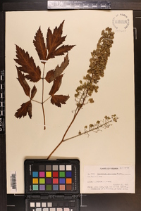 Actaea podocarpa image