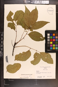 Fraxinus caroliniana image