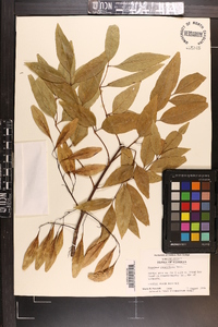 Fraxinus caroliniana image