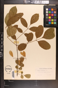 Fraxinus caroliniana image