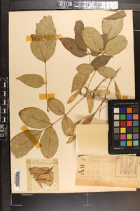 Fraxinus caroliniana image