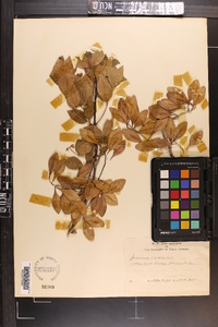 Fraxinus caroliniana image