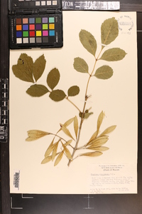Fraxinus caroliniana image