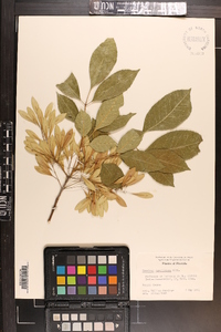 Fraxinus caroliniana image