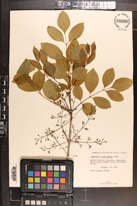 Fraxinus caroliniana image