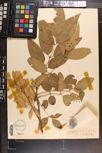 Fraxinus caroliniana image