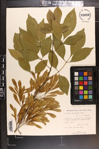 Fraxinus caroliniana image