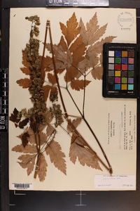 Actaea podocarpa image