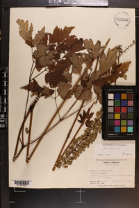 Actaea podocarpa image