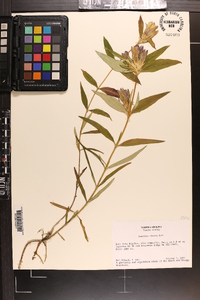 Gentiana clausa image