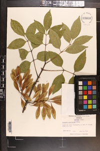 Fraxinus caroliniana image