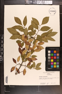 Fraxinus caroliniana image