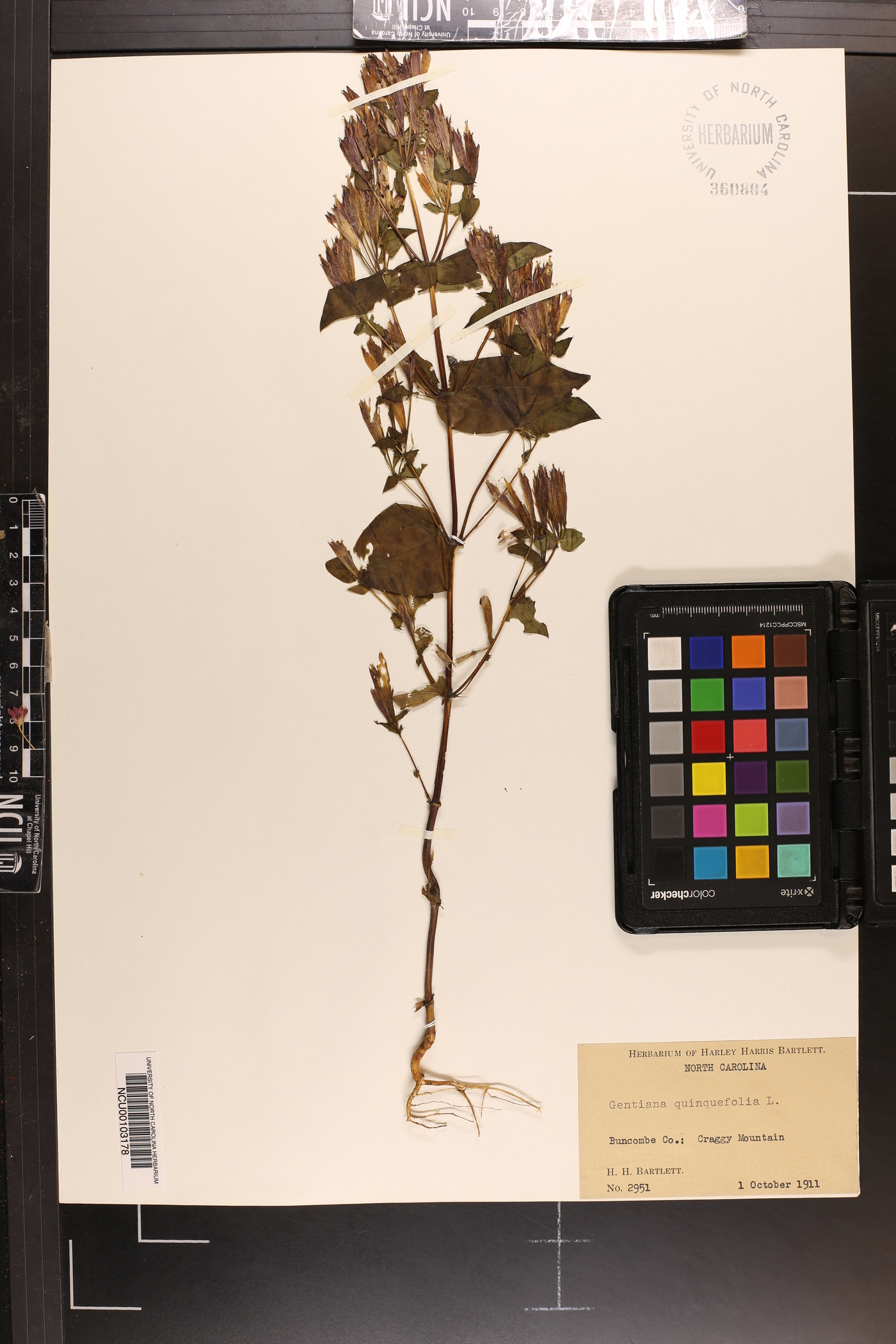 Gentiana quinquefolia image
