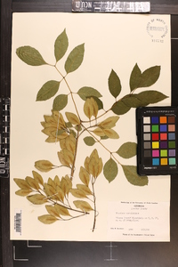 Fraxinus caroliniana image