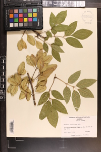 Fraxinus caroliniana image