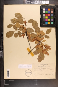 Fraxinus caroliniana image