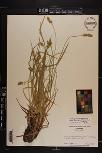 Carex laevivaginata image