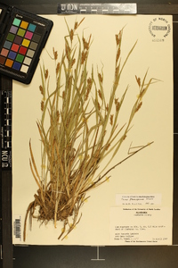 Carex flaccosperma image