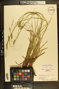 Carex cherokeensis image