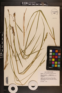 Carex laevivaginata image