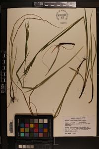 Carex oxylepis image