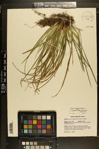 Carex superata image