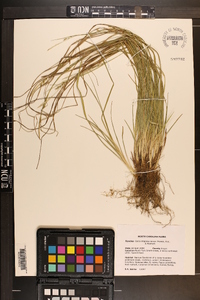 Carex impressinervia image