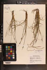 Sisyrinchium mucronatum image