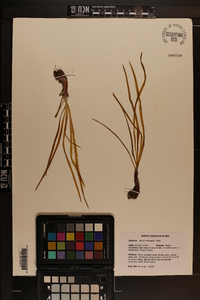 Allium cernuum image