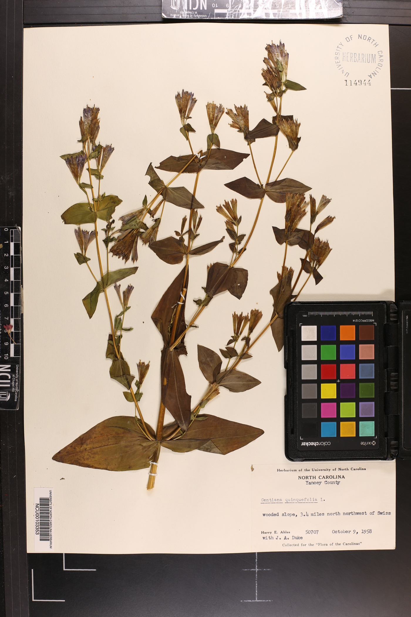Gentiana quinquefolia image
