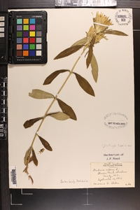 Gentiana villosa image