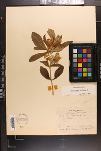 Gentiana villosa image