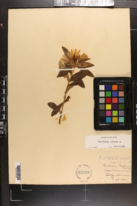 Gentiana villosa image