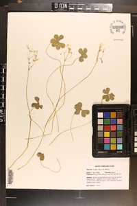 Oxalis rubra image