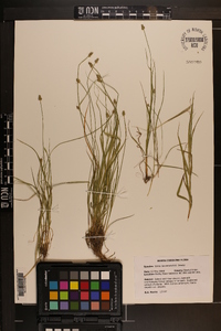 Carex leavenworthii image