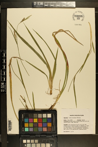 Carex striatula image