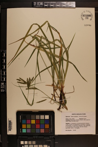 Carex oxylepis image