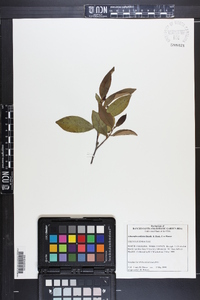 Adinandra millettii image