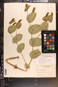 Baptisia perfoliata image