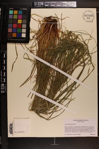 Carex planispicata image