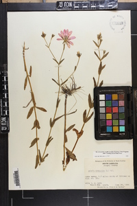 Sabatia dodecandra image