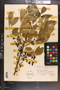 Fraxinus caroliniana image