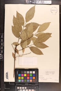 Fraxinus caroliniana image