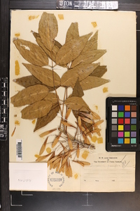 Fraxinus caroliniana image