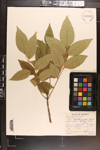 Fraxinus caroliniana image