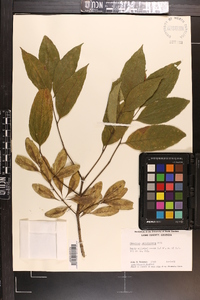 Fraxinus caroliniana image