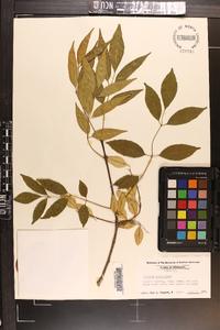 Fraxinus caroliniana image